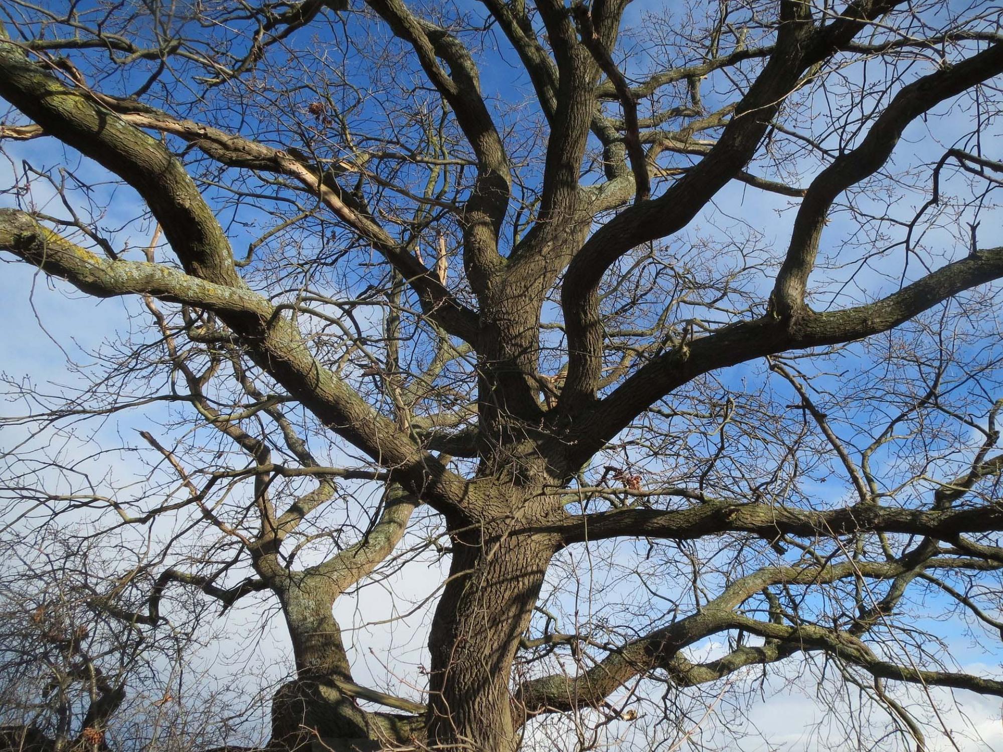 Expertise abattage arbres Nord